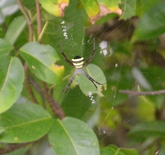 Argiope anasuja