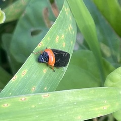 Phymatostetha deschampsi
