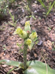 Lachenalia variegata