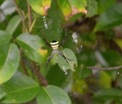 Argiope anasuja