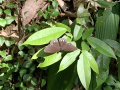Ethope diademoides