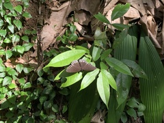 Ethope diademoides