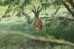 Gazella bennettii