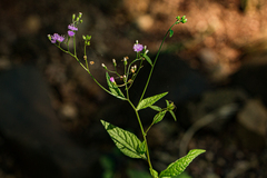 Cyanthillium cinereum image