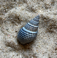 Ilyanassa trivittata