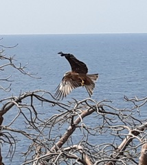 Milvus migrans parasitus