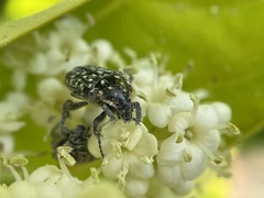 Oxythyrea marginalis