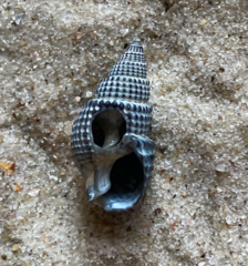 Ilyanassa trivittata