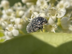 Oxythyrea marginalis