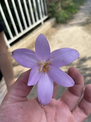 Colchicum autumnale