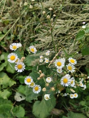 Erigeron annuus