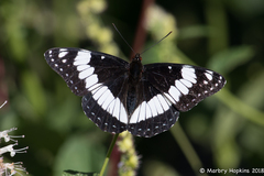 Limenitis weidemeyerii