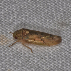 Ponana quadralaba