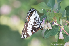 Limenitis weidemeyerii