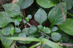 Asystasia gangetica