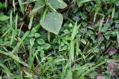 Asystasia gangetica