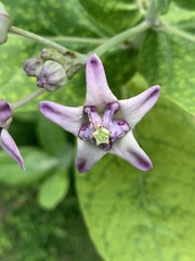 Calotropis gigantea