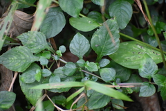 Asystasia gangetica