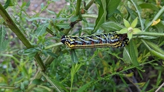 Eumorpha fasciatus