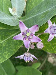 Calotropis gigantea