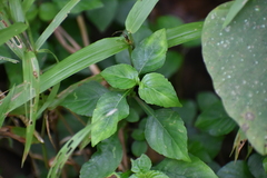 Asystasia gangetica