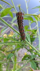 Eumorpha fasciatus