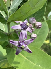 Calotropis gigantea