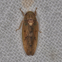 Ponana quadralaba