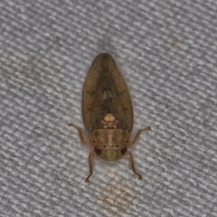 Ponana quadralaba