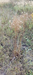 Senecio doria