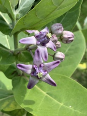Calotropis gigantea