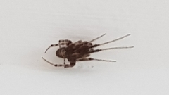 Zygiella x-notata