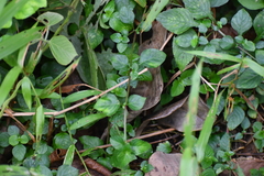 Asystasia gangetica