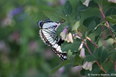 Limenitis weidemeyerii