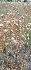 Senecio doria