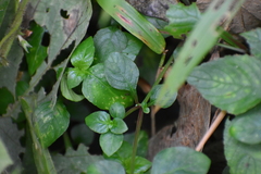 Asystasia gangetica