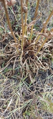Senecio doria