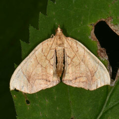 Eulithis diversilineata