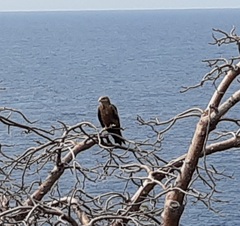 Milvus migrans parasitus