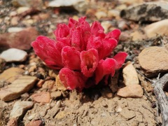 Hyobanche sanguinea