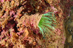 Cerianthus membranaceus