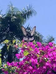 Papilio memnon