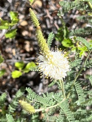 Dalea albiflora