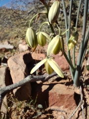 Albuca cooperi