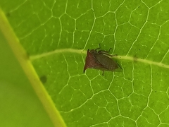 Acanthuchus trispinifer