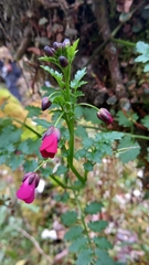 Cardamine picta