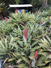 Quesnelia quesneliana