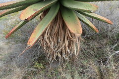 Aloe marlothii
