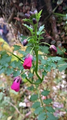 Cardamine picta