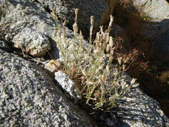 Silene sargentii